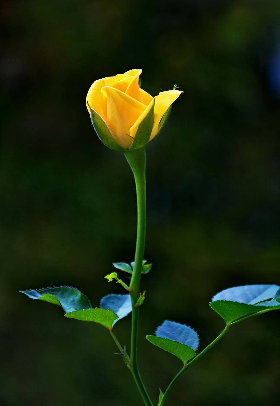 A Yellow Rose Is Growing In The Background Background
