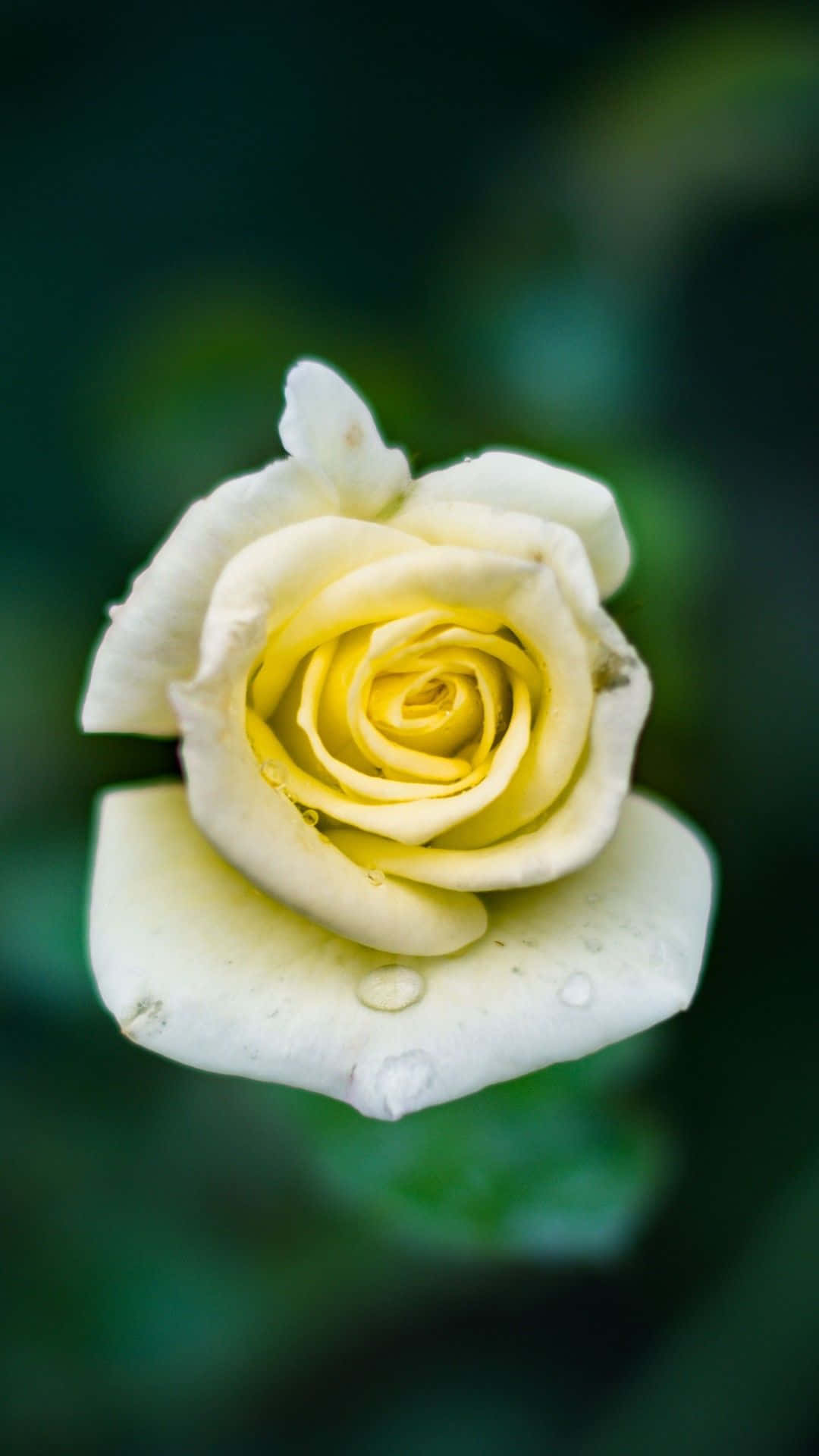 A Yellow Rose With Water Droplets On It Background