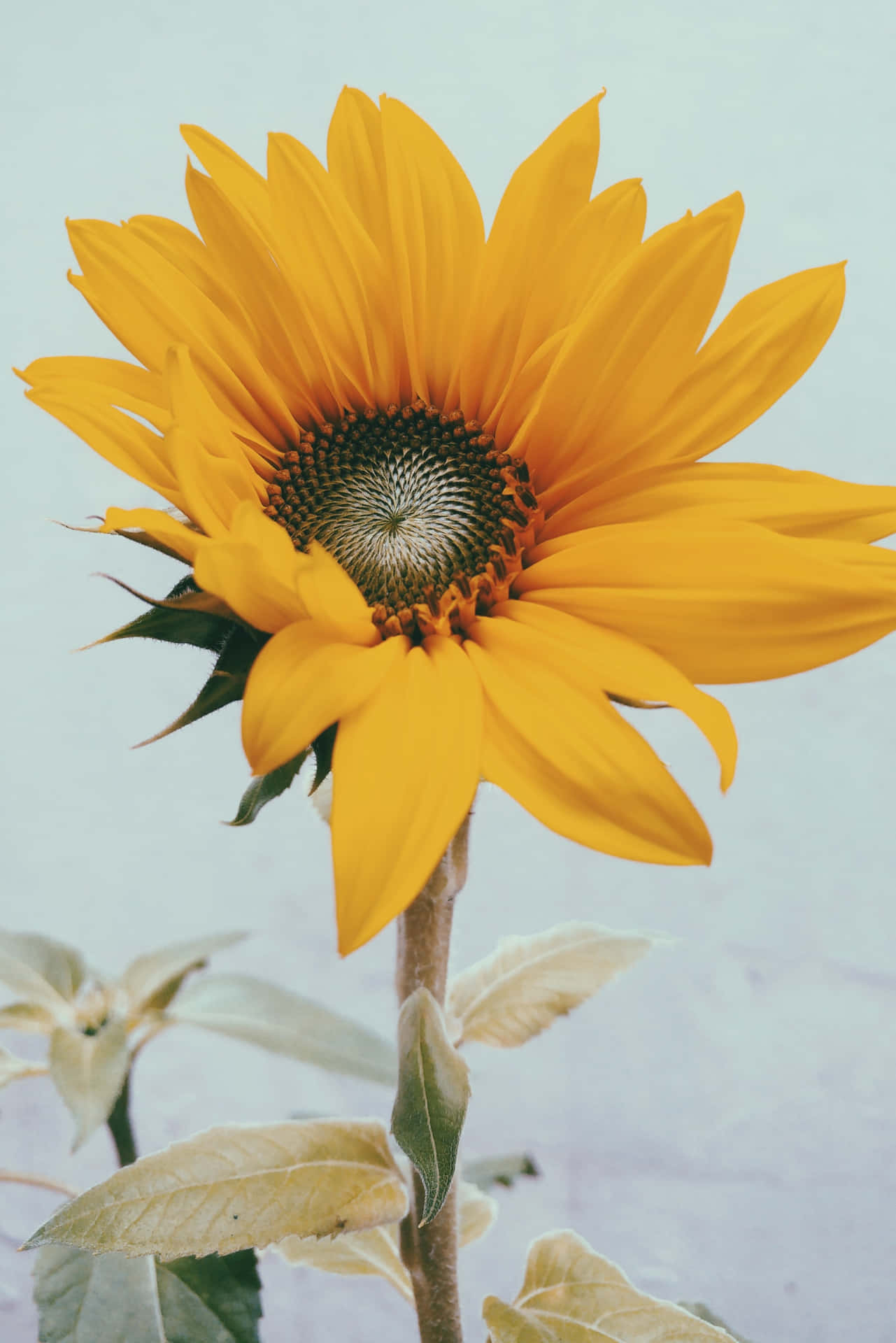 A Yellow Sunflower In A Vase Background