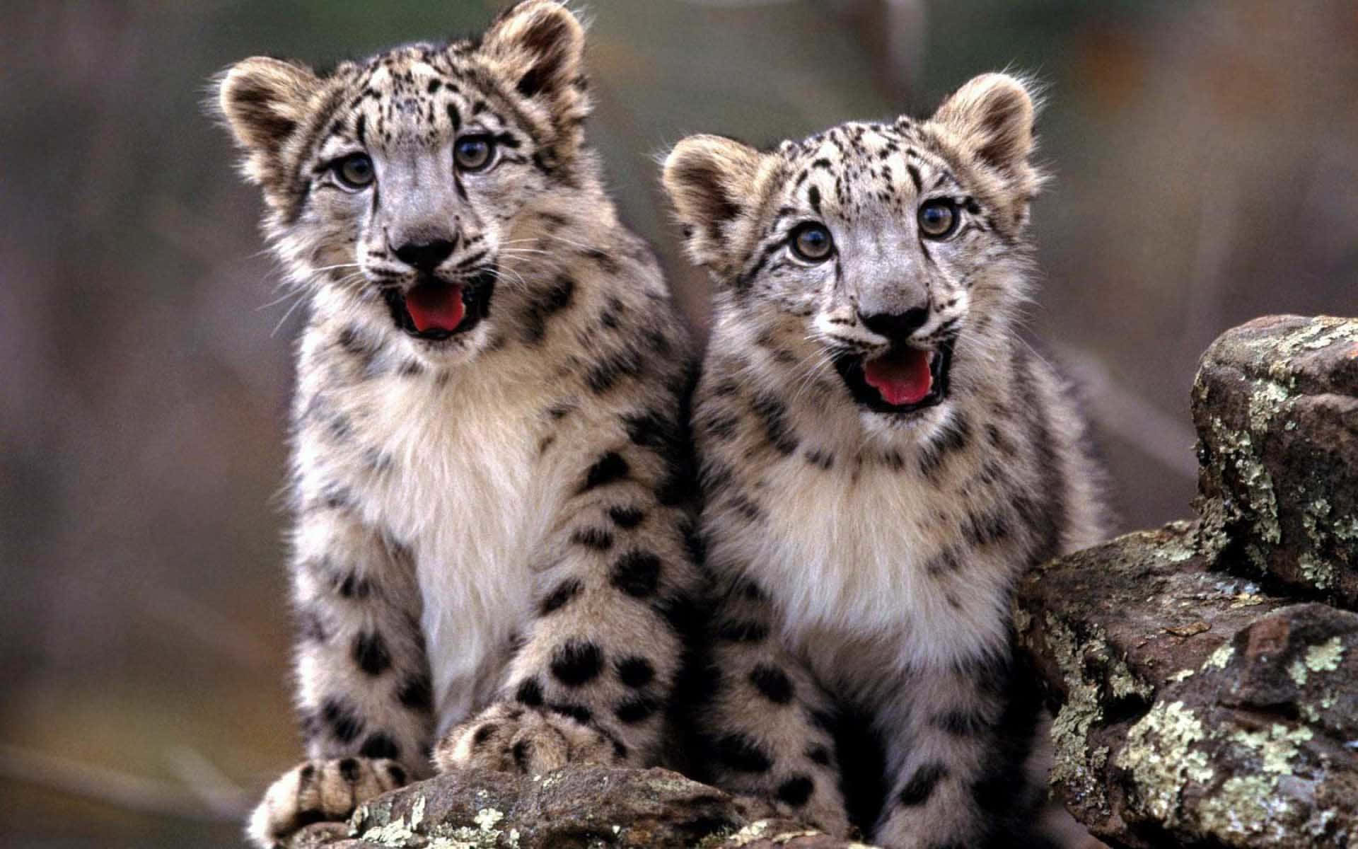 A Young Baby Cheetah Hunts For Its Prey Background