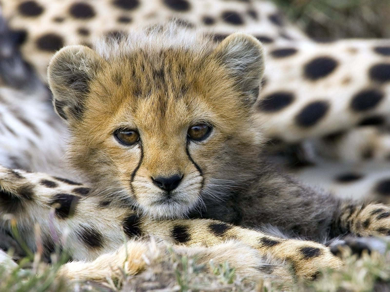 A Young Baby Cheetah Takes A Closer Look Background
