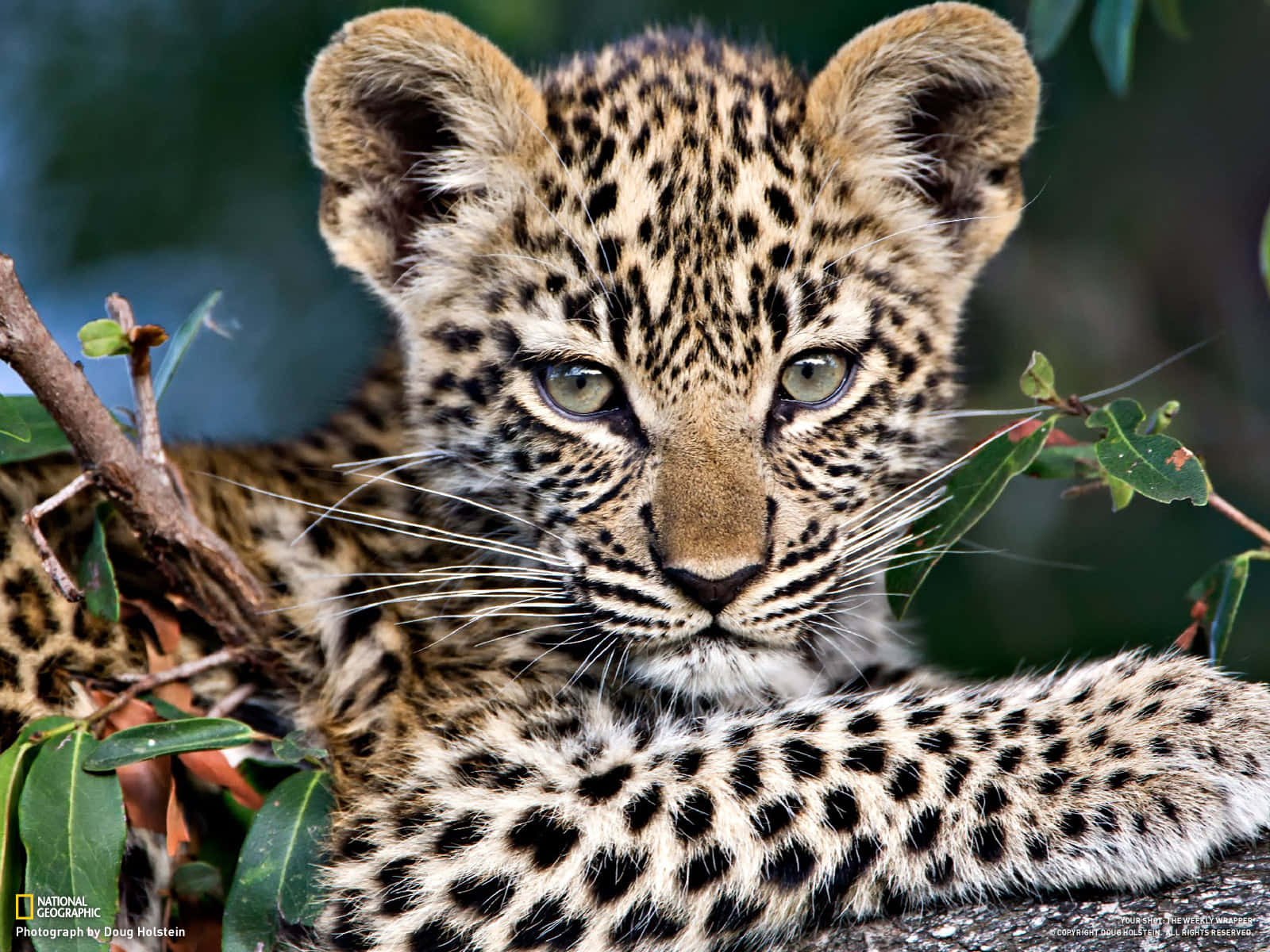 A Young Cheetah Takes A Break From Exploring The African Veld Background