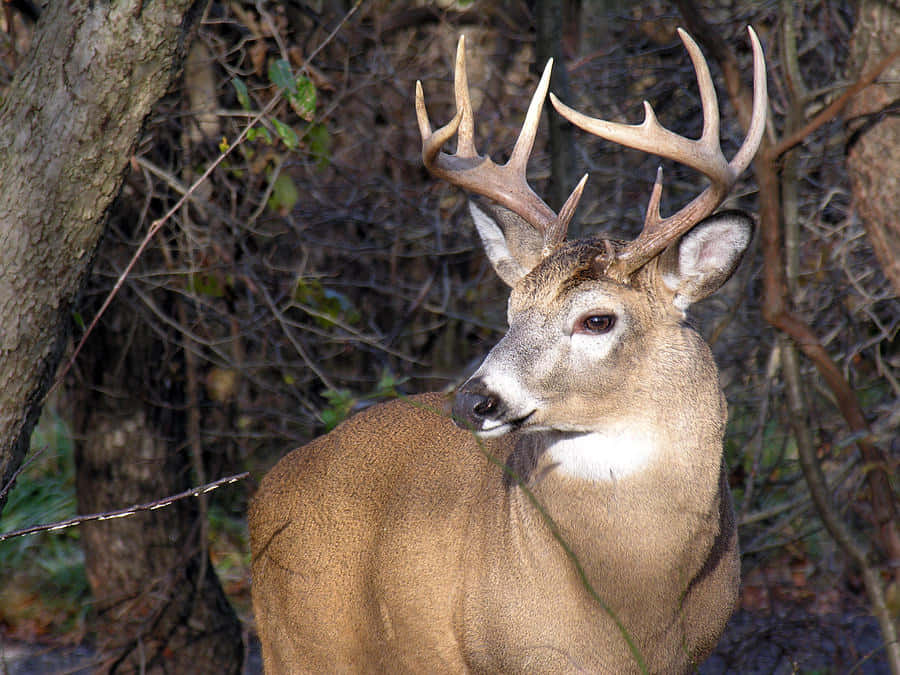 A Young Whitetail Deer Grazes In A Meadow Background