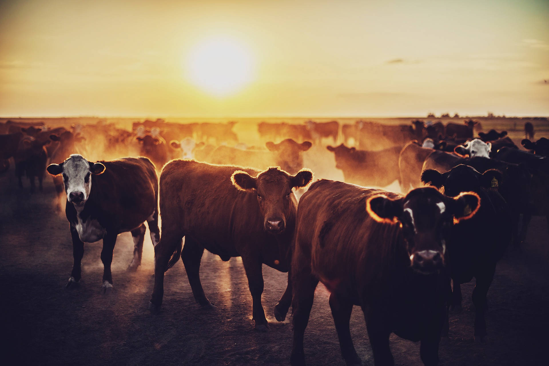 Aberdeen Angus Cattle During Sunset