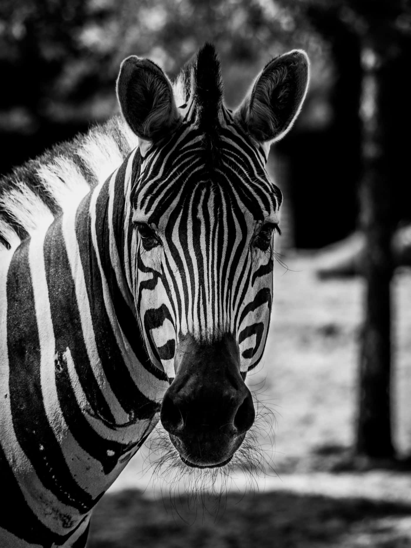 Abnormal Zebra Staring Background