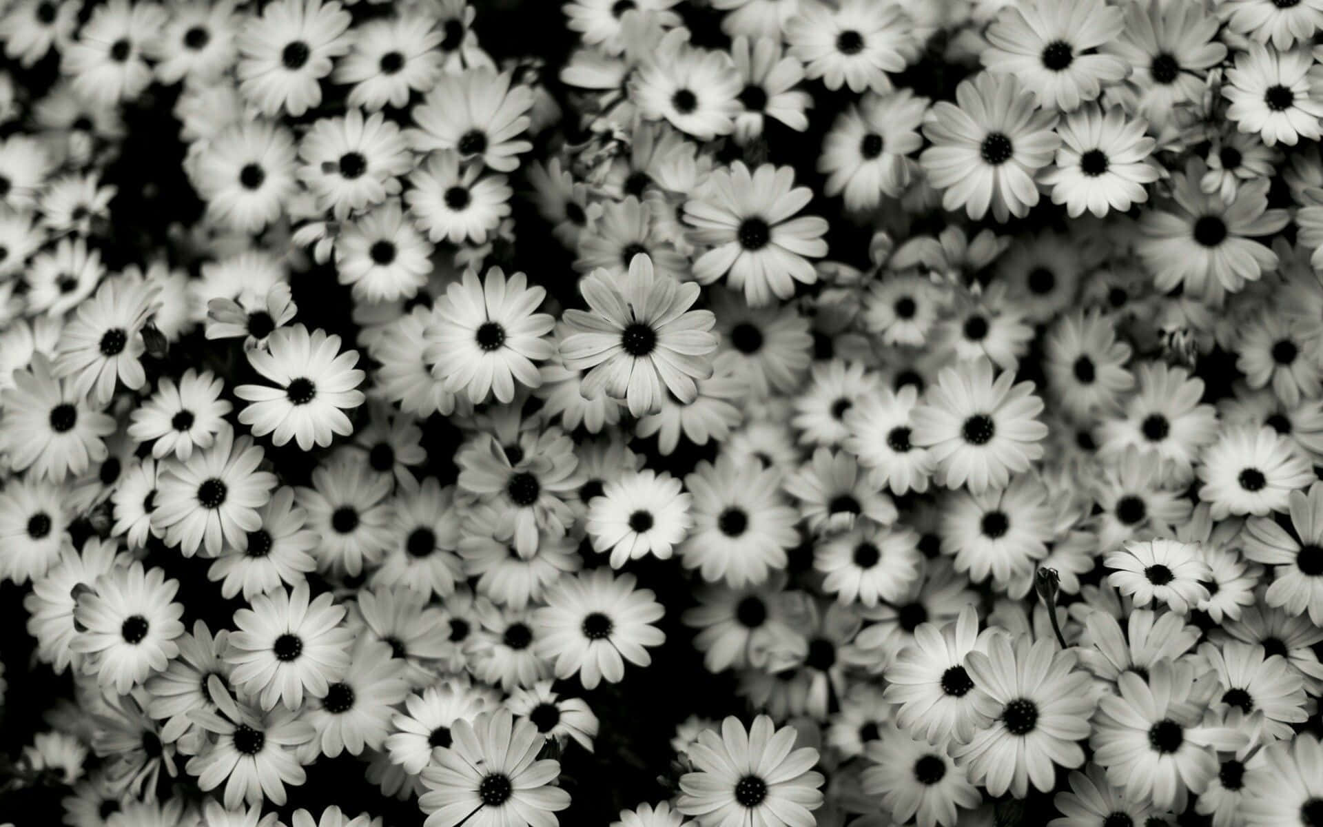 Abstract Black And White Aesthetic Pc Background