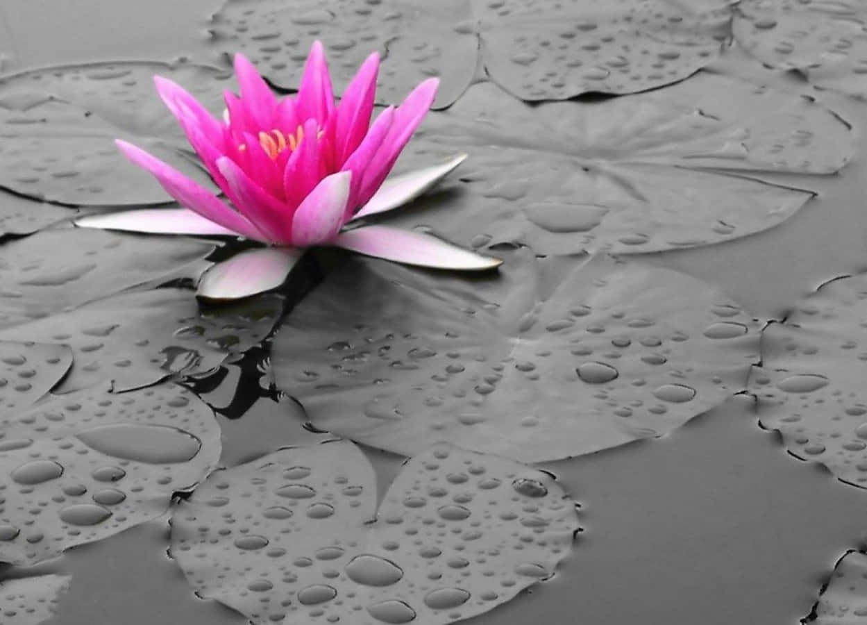 Abstract Gray And Pink Wallpaper Background