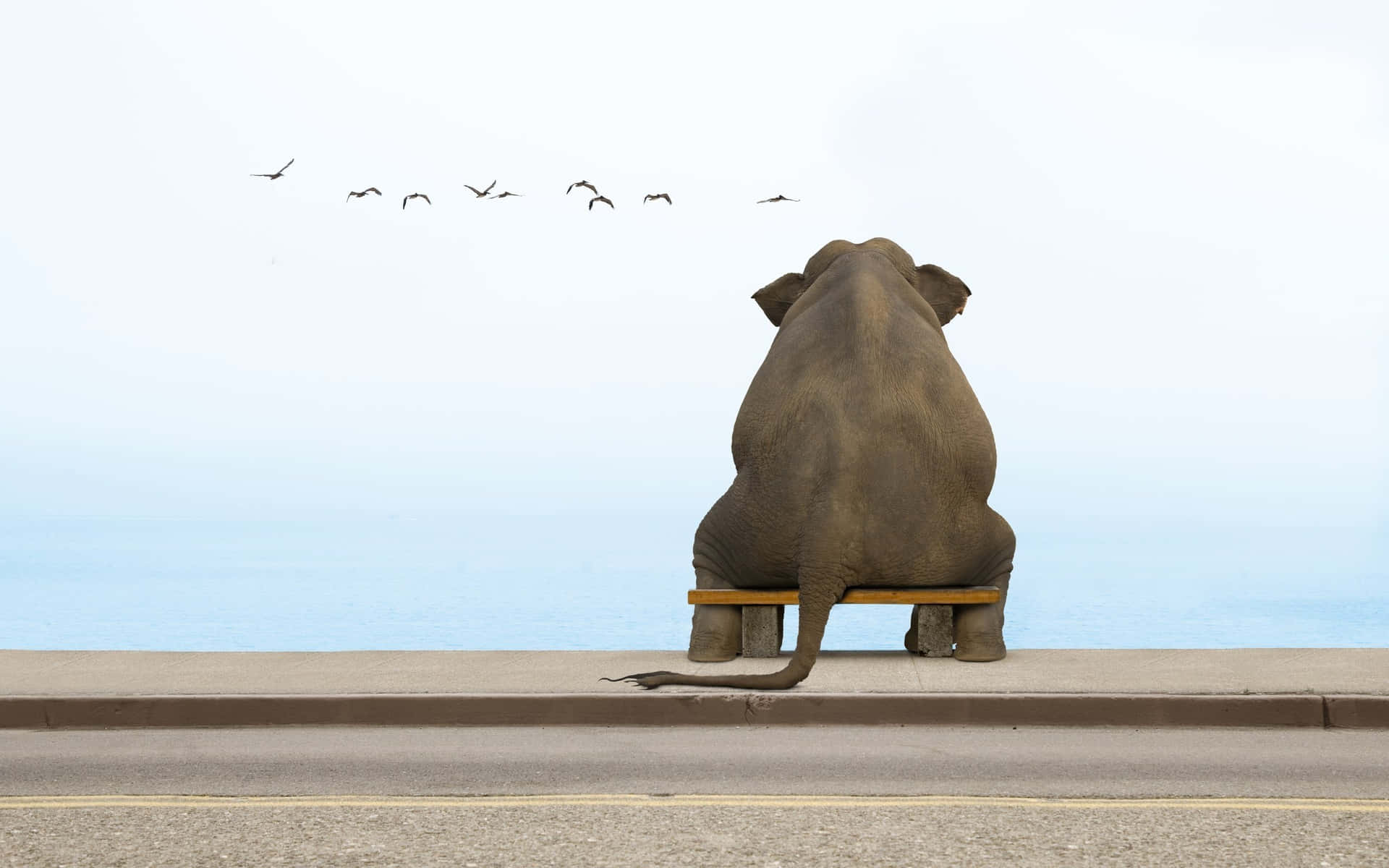 Absurd Animal Looking At Birds Background