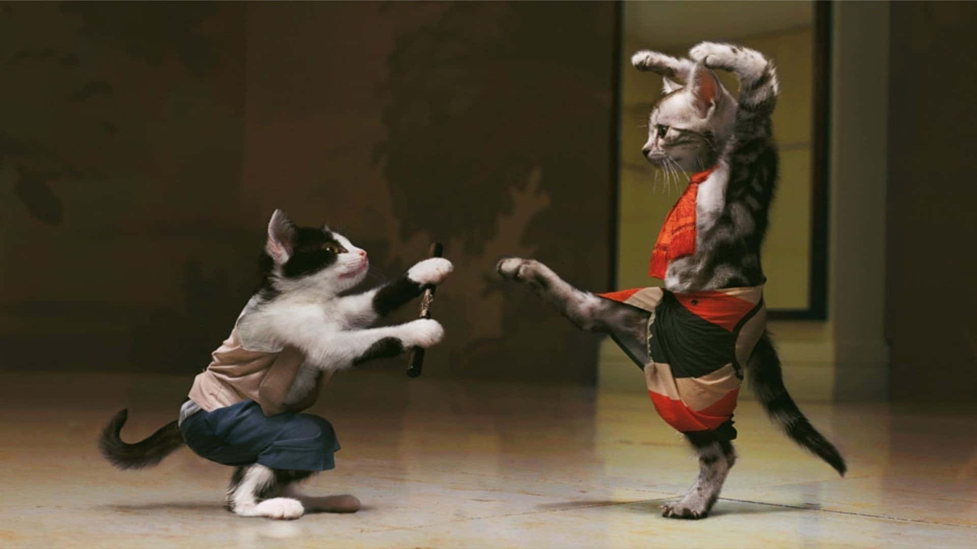 Absurd Cats Fighting Art Background