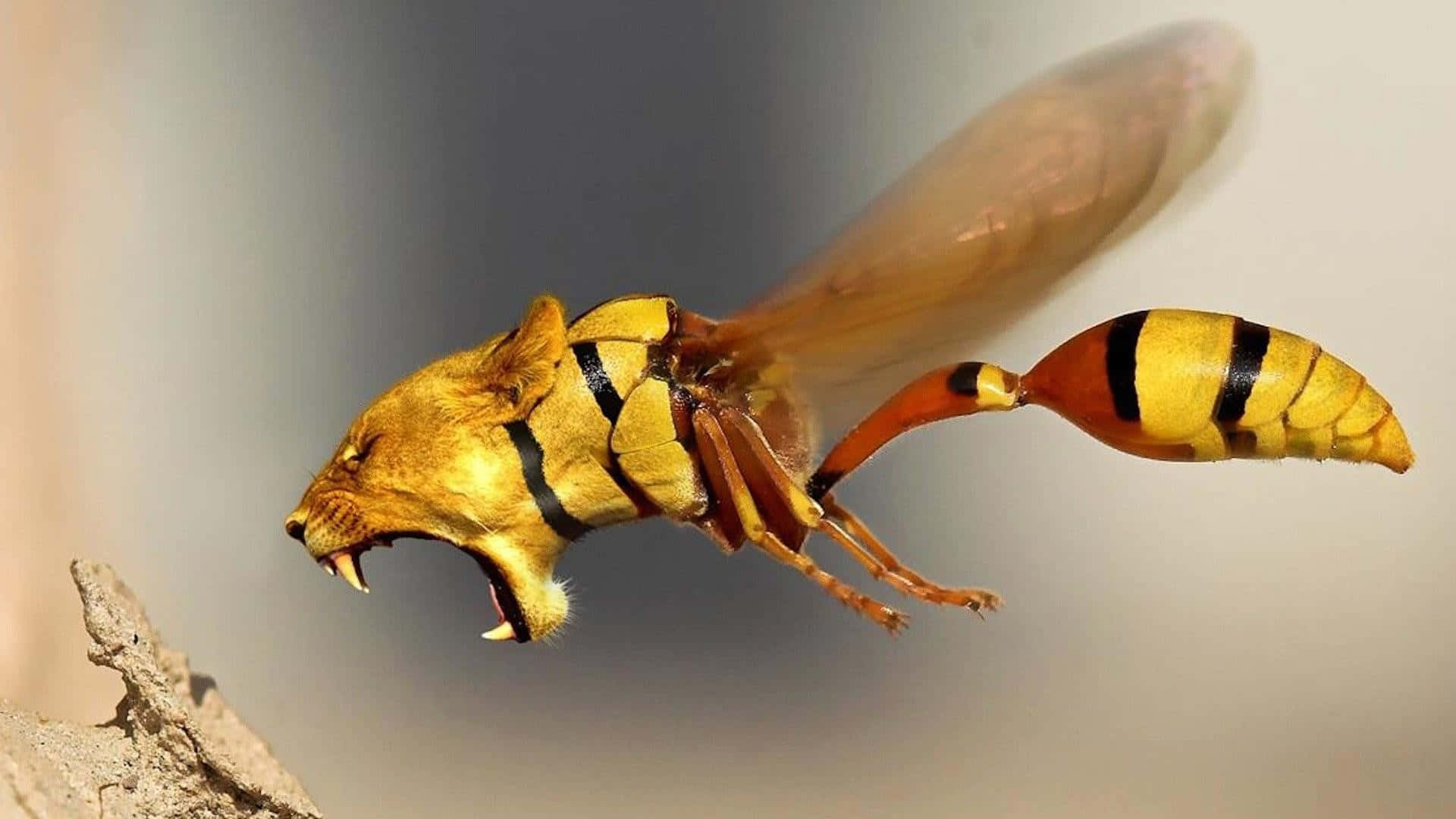 Absurd Tiger Bee Background