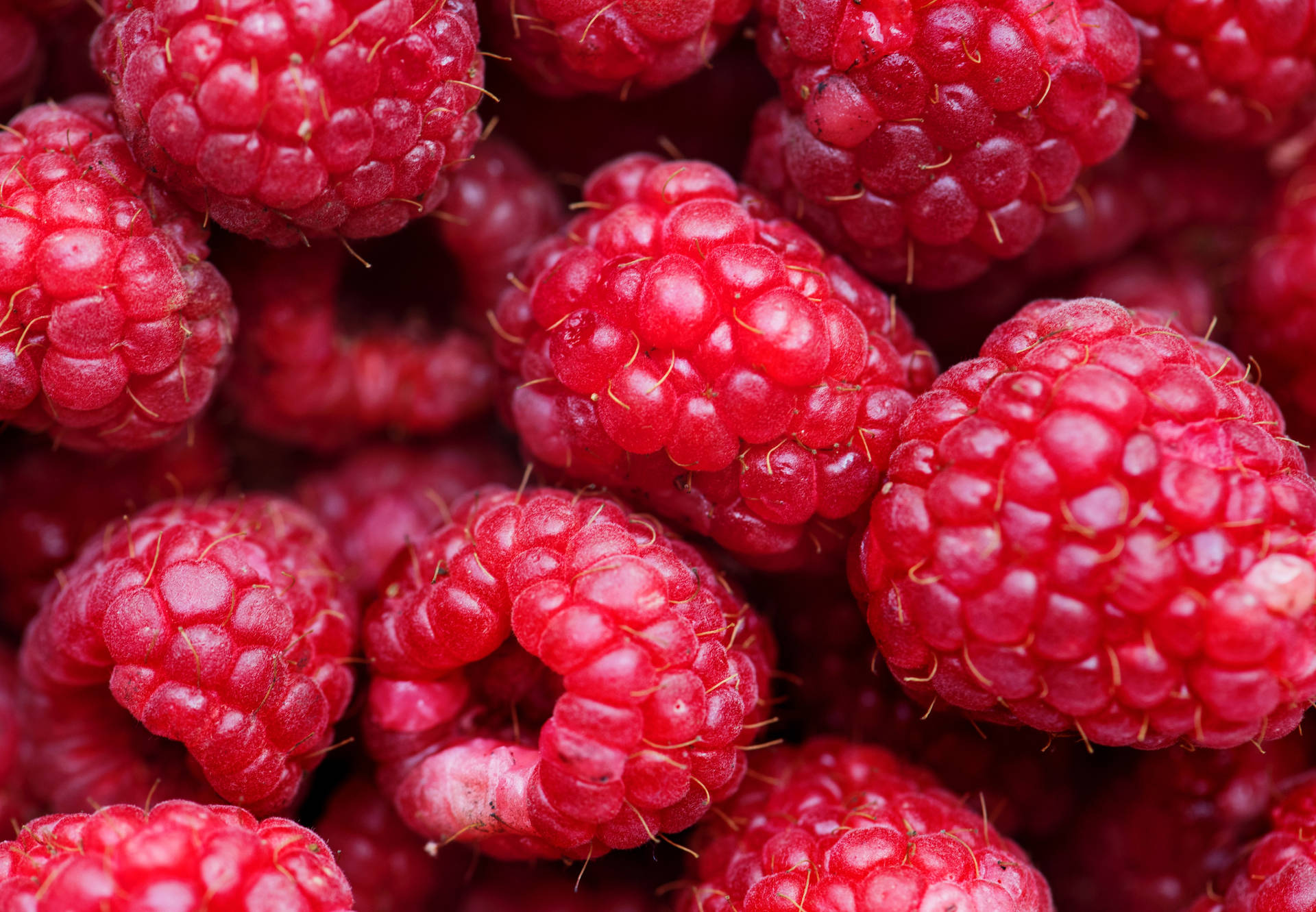 Abundance Of Ripe Red Loganberries