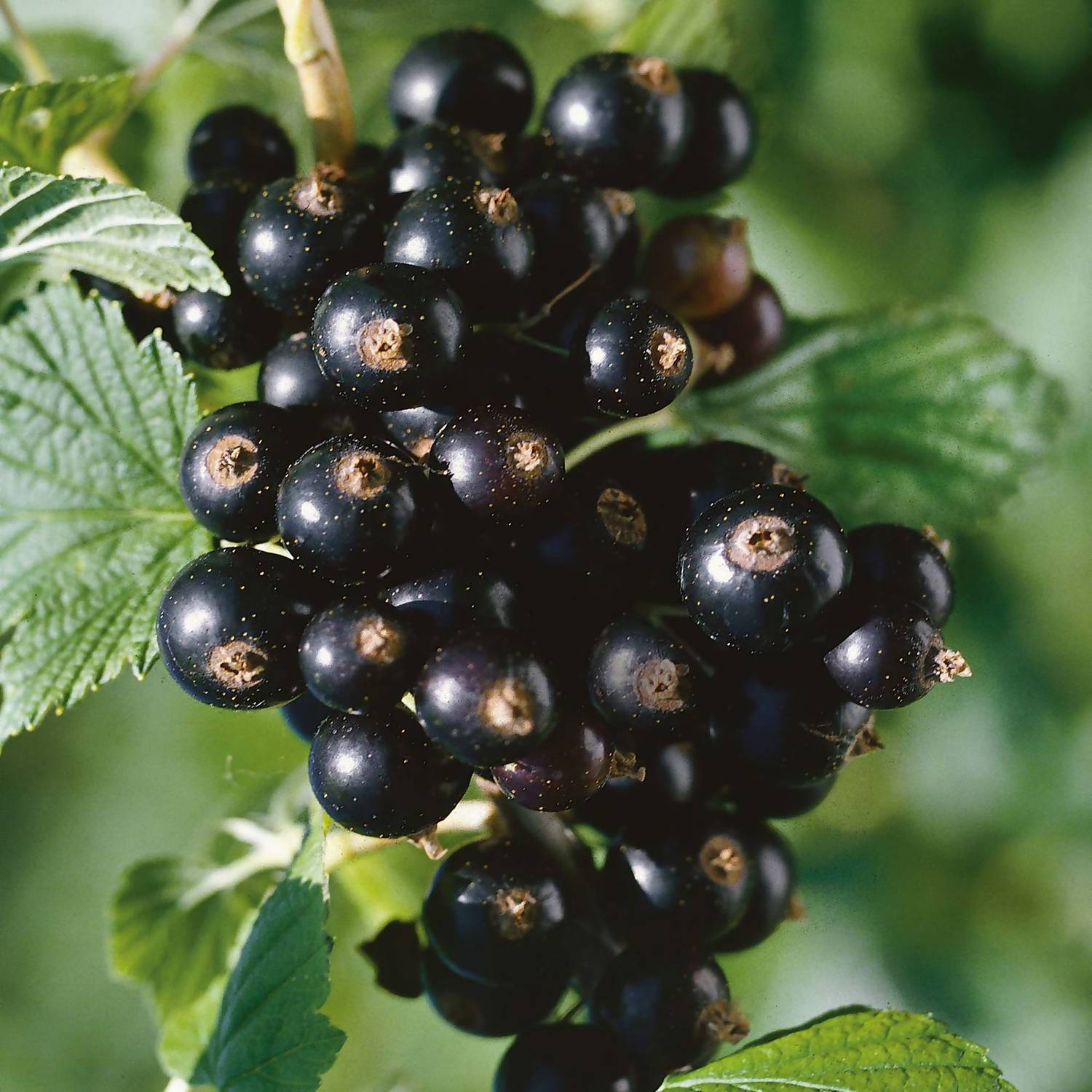 Abundant Blackcurrant Fruit Background