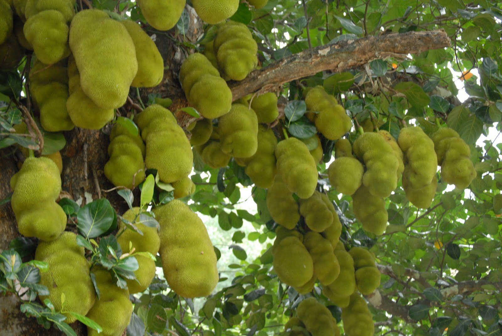 Abundant Harvest: Jackfruit Tree Laden With Fruit Background