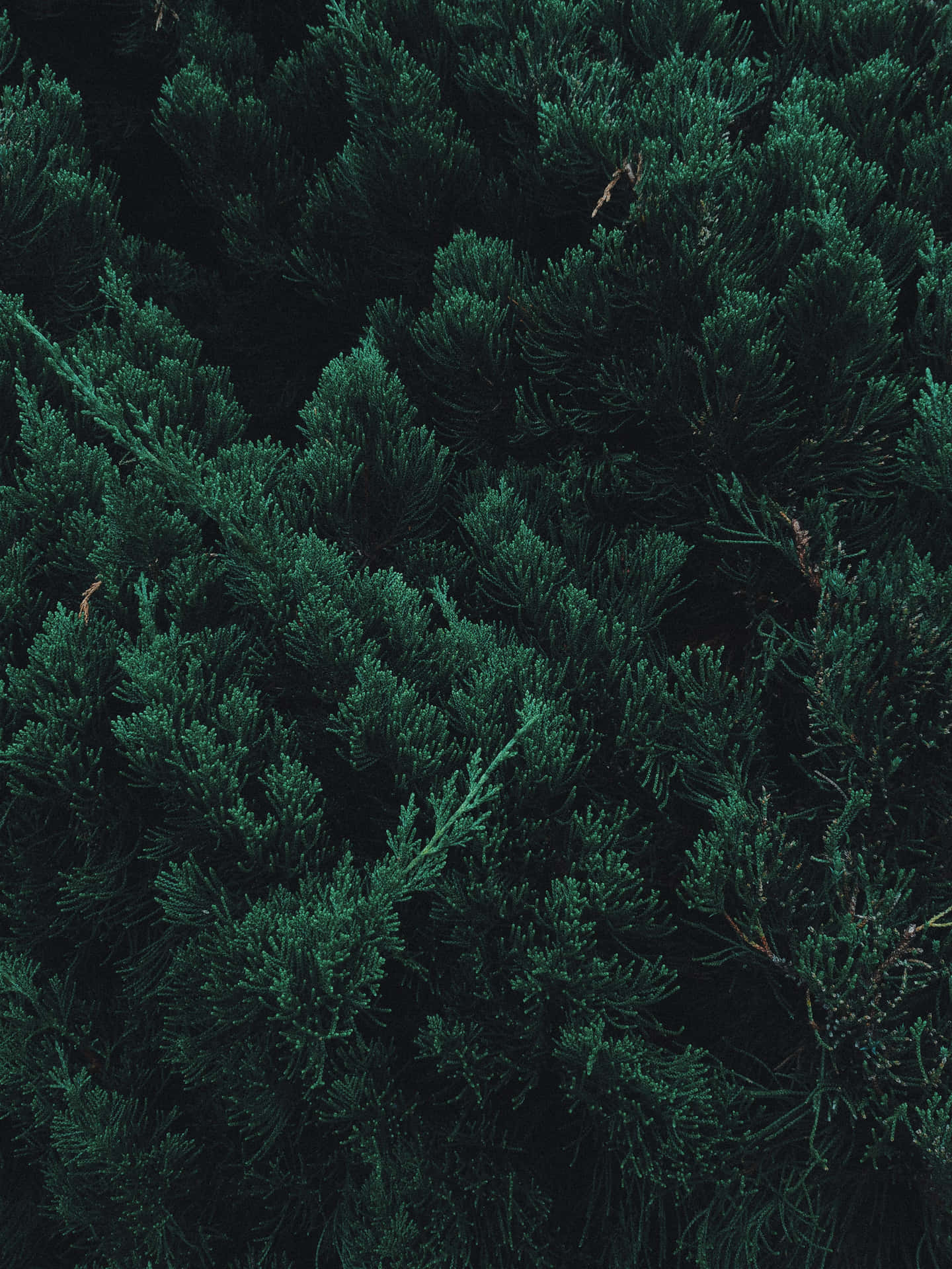 Abundant Trees Nature Android Hd Background