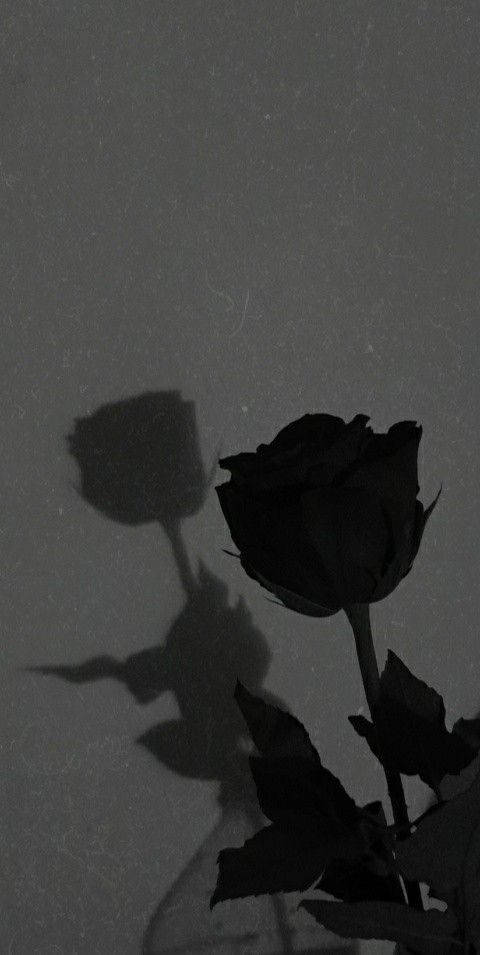 Abyss-colored Black Rose Iphone Background