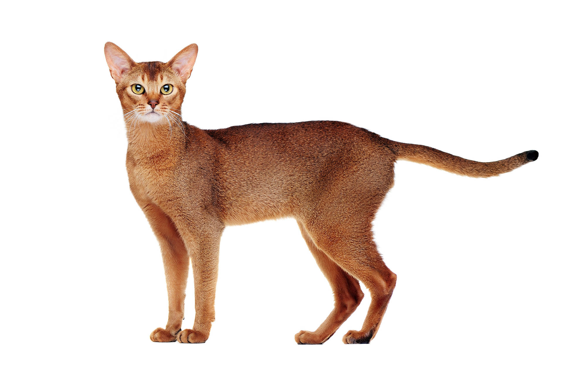 Abyssinian Cat Breed Background