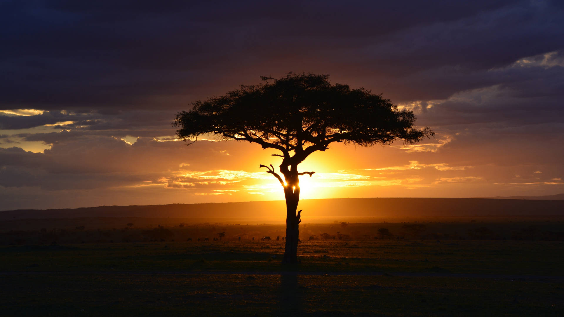 Acacia Tree Silhouette Africa 4k