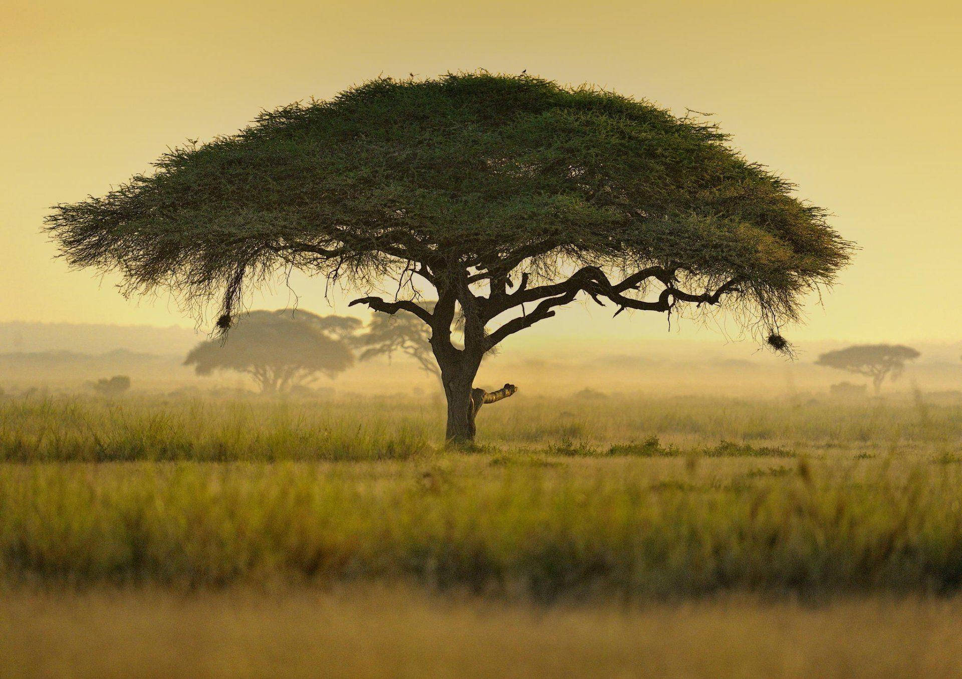 Acacia Trees In Kenya Africa Background