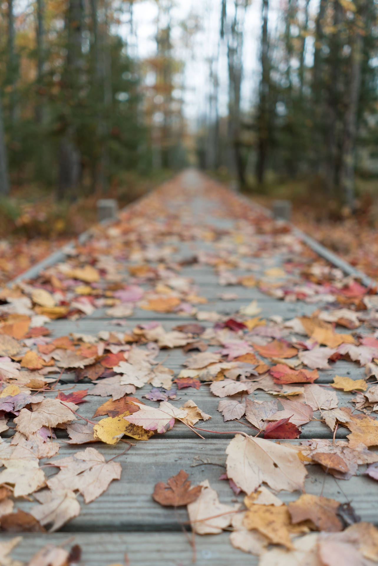 Acadia National Park Trail Background