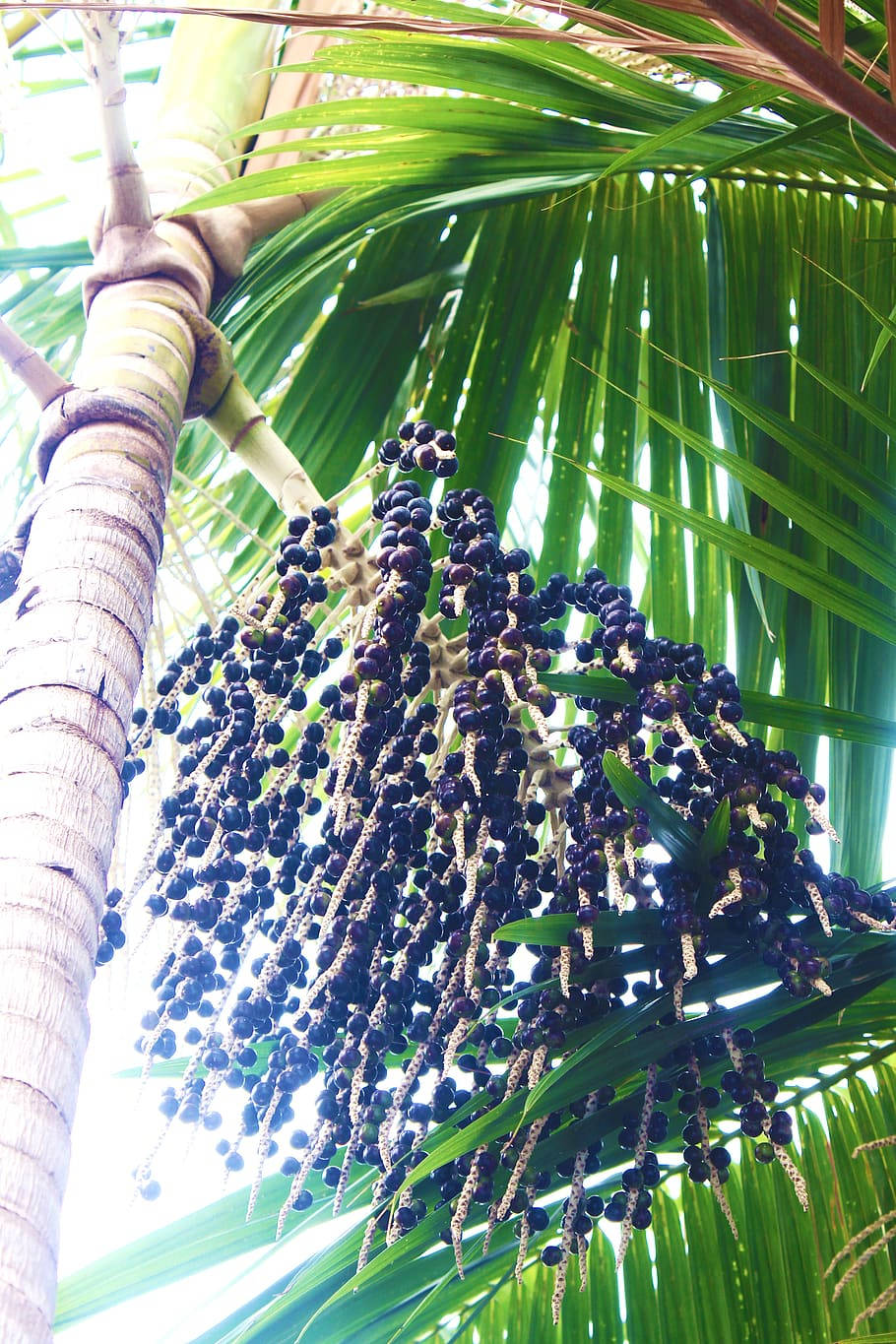 Acai Fruit Palm Tree Low Angle