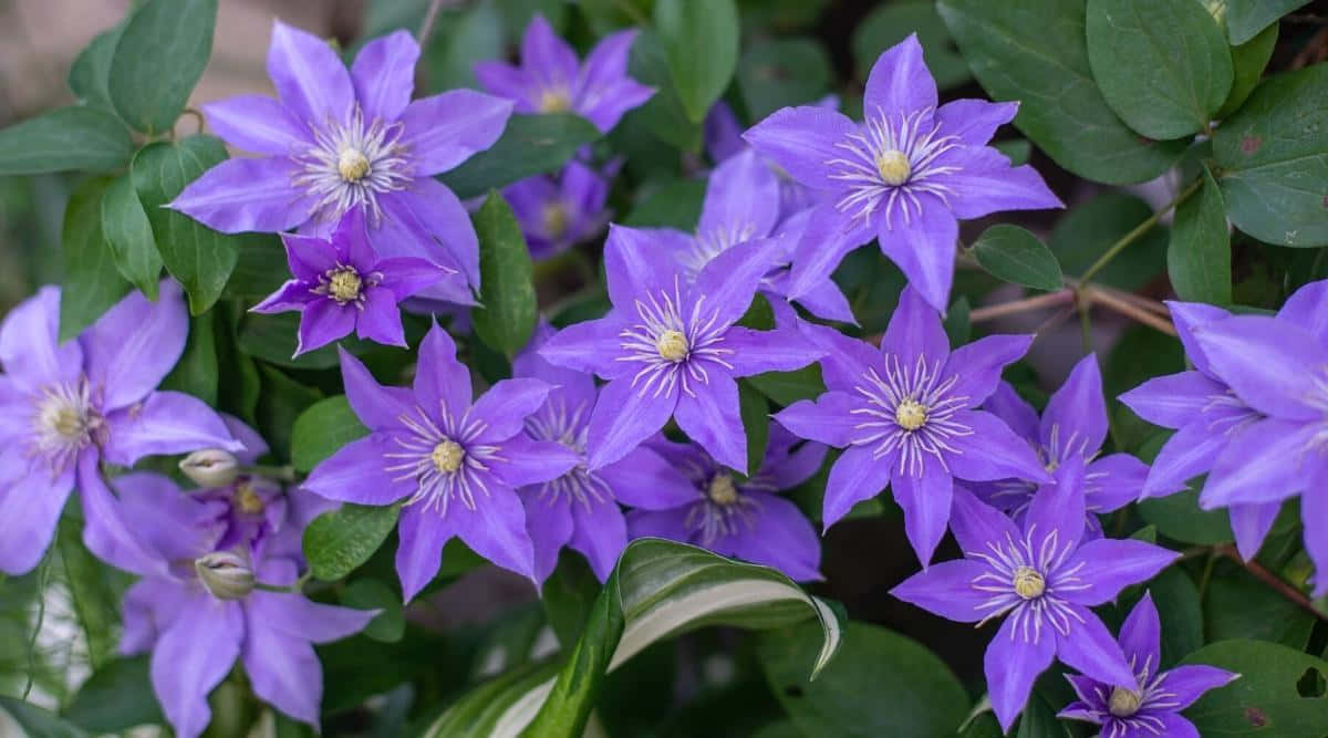 Accentuate Your Look With A Bold Purple Star Background