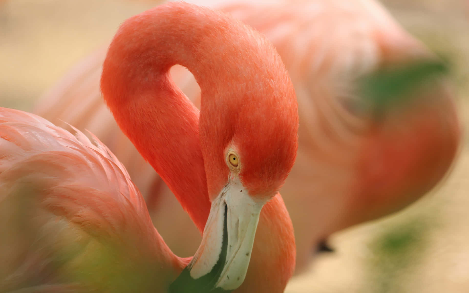 Accomplish Your Tasks With Style On The Flamingo Laptop Background