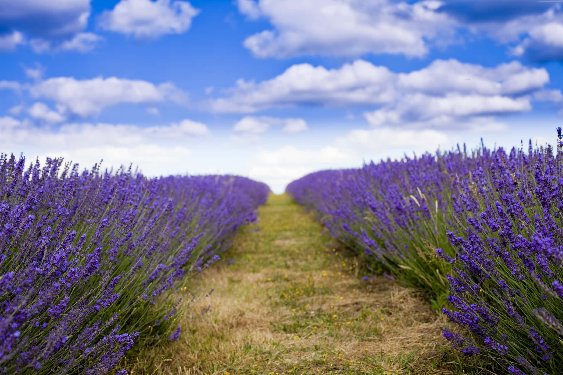 Achieve A Lavender Aesthetic With The Right Laptop Background