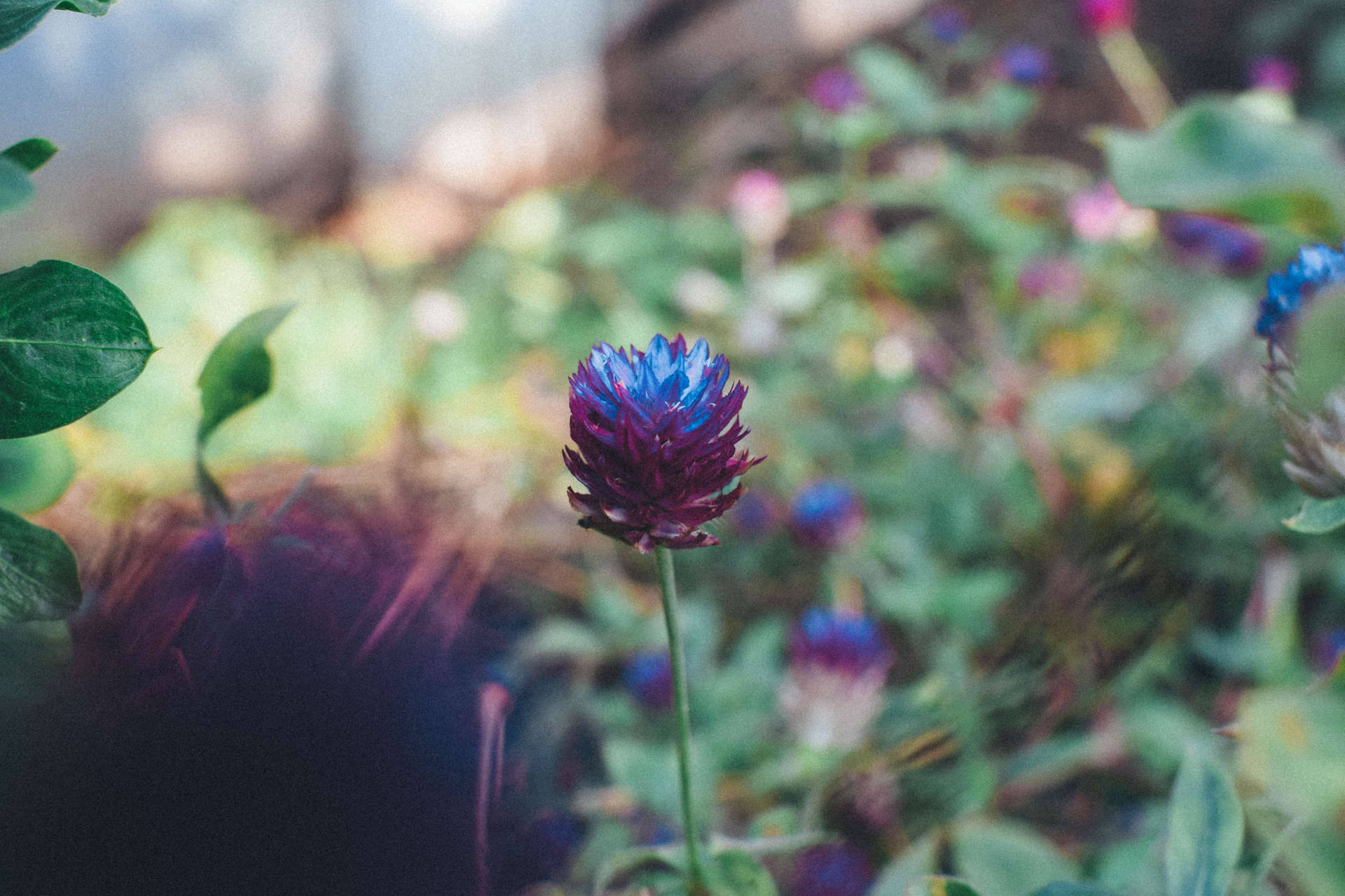 Acorn-like Purple Flower Background