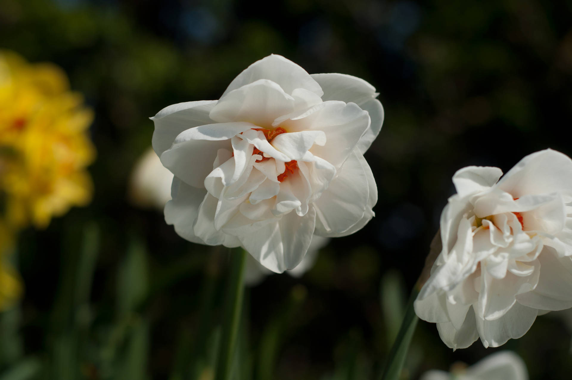 Acropolis Narcissus Flowers Background