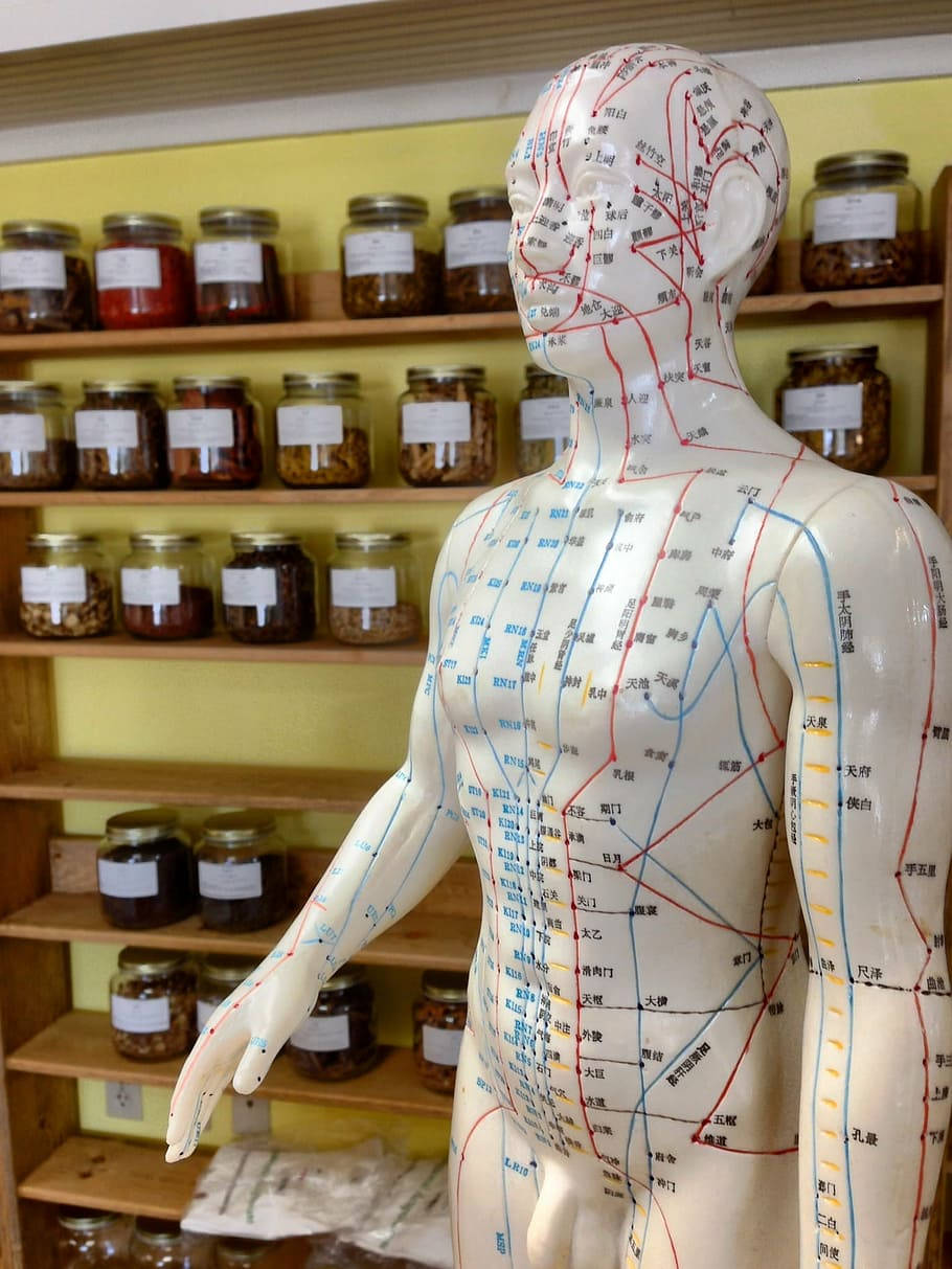 Acupuncturist Acupoints Mannequin Background