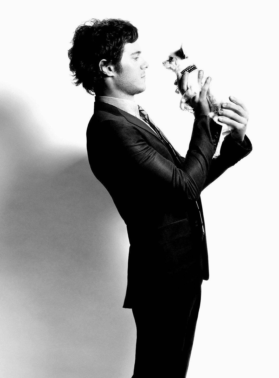 Adam Brody Chihuahua Dog Background