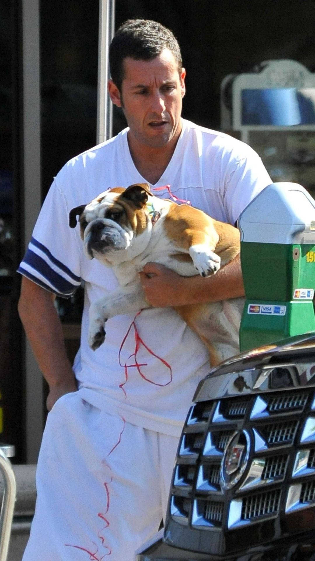 Adam Sandler With His Pug Background