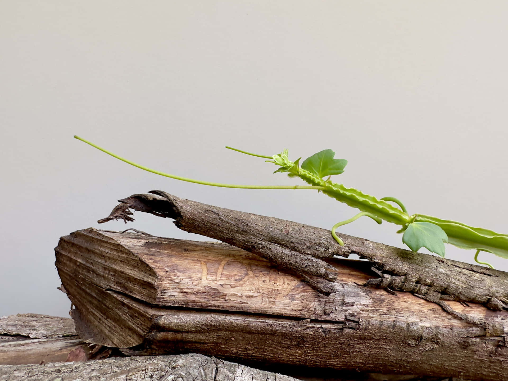 Adamant Brown Branch