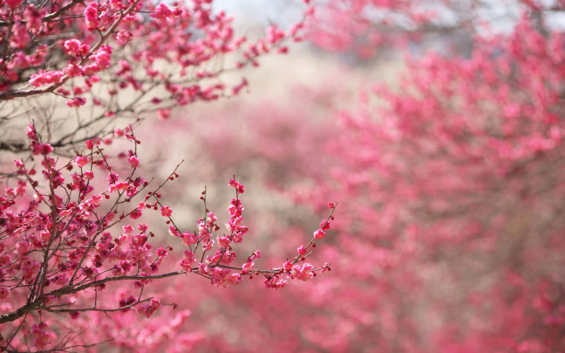 Add A Beautiful Touch To Your Workspace With Sakura Pc! Background