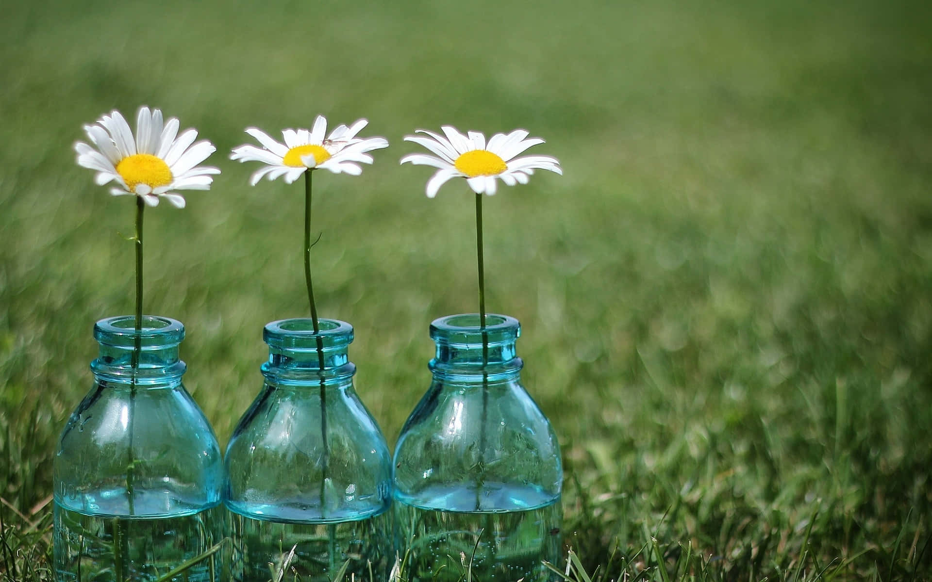 Add A Floral Touch To Your Work Station With Daisy Aesthetic Computer. Background