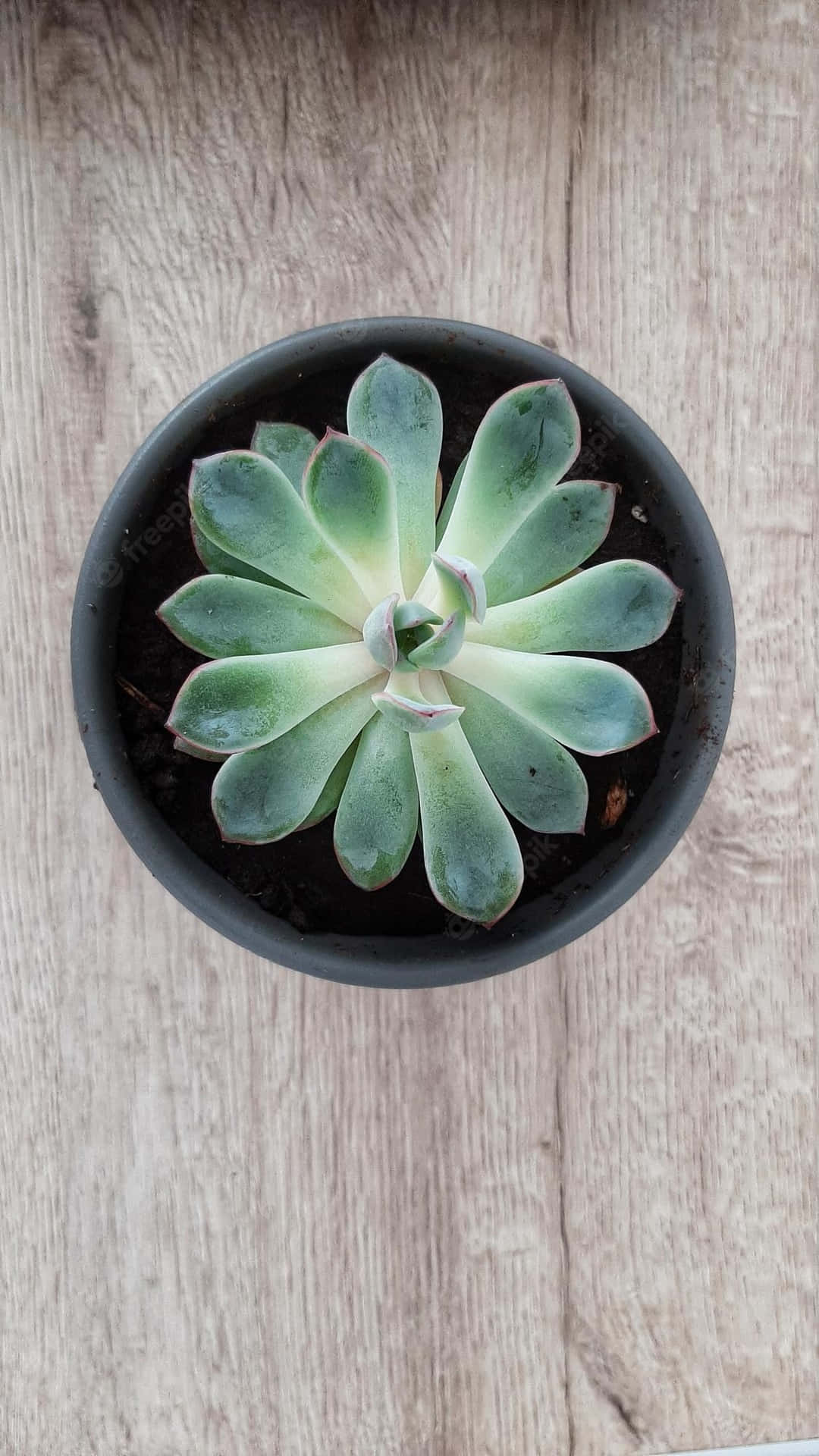 Add A Little Succulent Life To Your Iphone Background