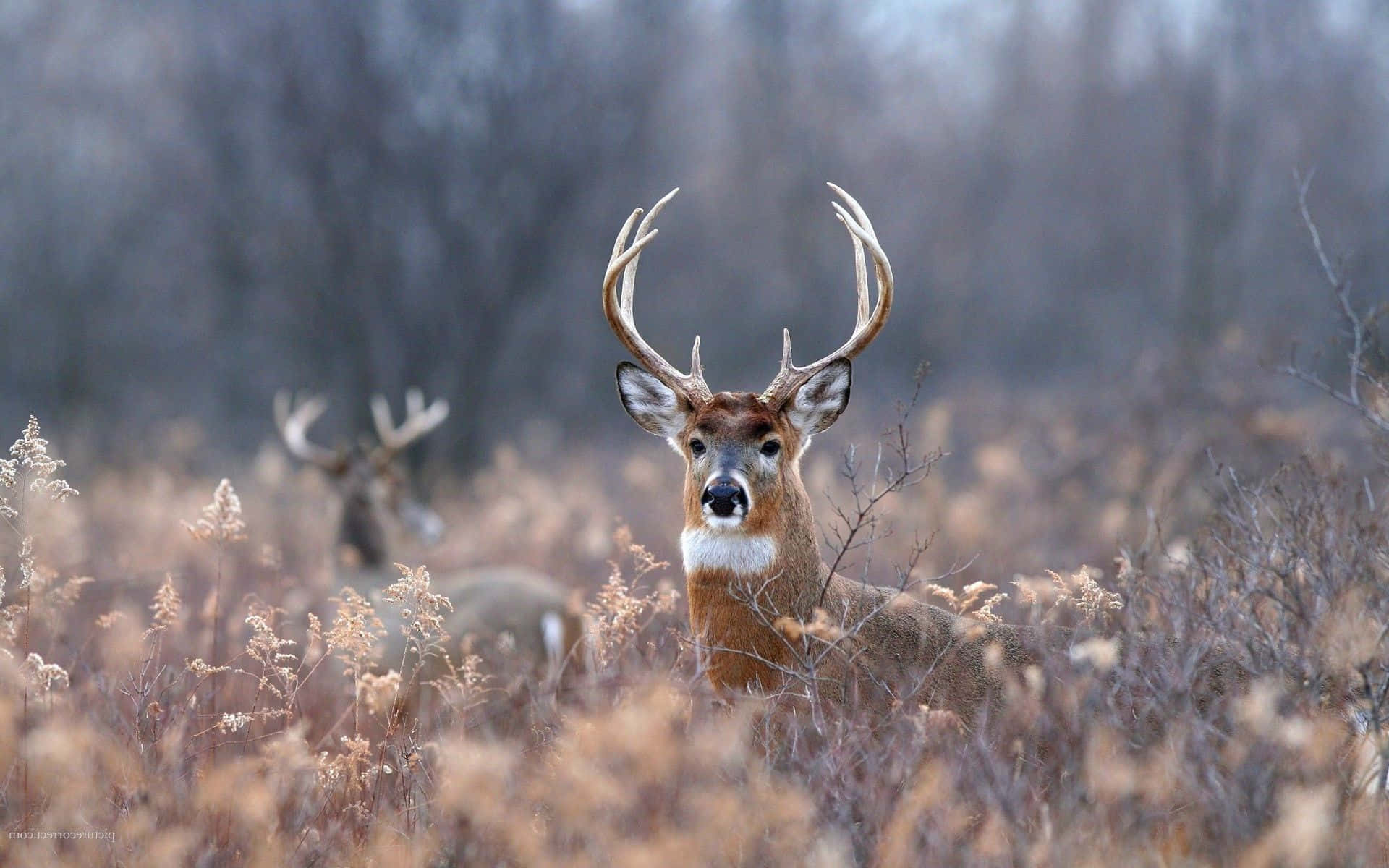 Add A Peaceful, Natural Touch To Your Desktop With This Stunning Deer Desktop Wallpaper Background