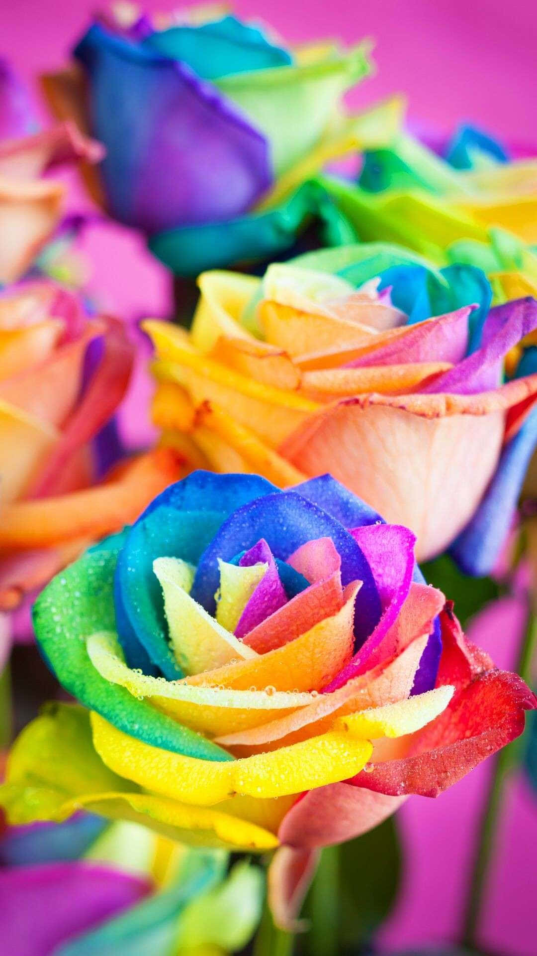 Add A Splash Of Vibrant Color To Your Phone With This Rainbow Flower Iphone Wallpaper Background