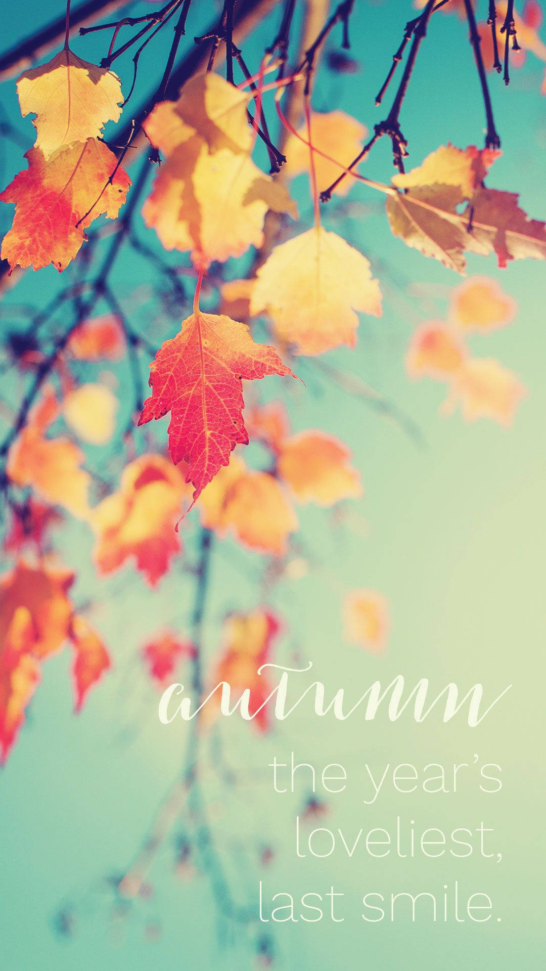 Add A Touch Of Autumn To Your Iphone With This Beautiful Wallpaper