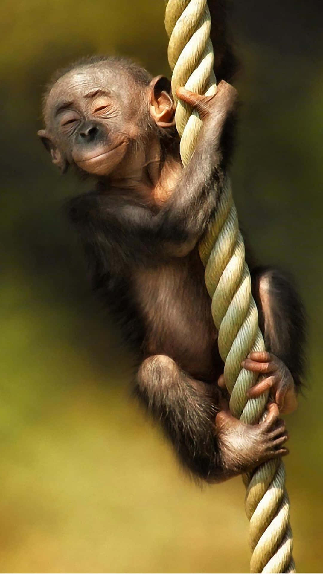 Add A Touch Of Fun To Your Iphone With The Monkey Iphone Wallpaper Set. Background