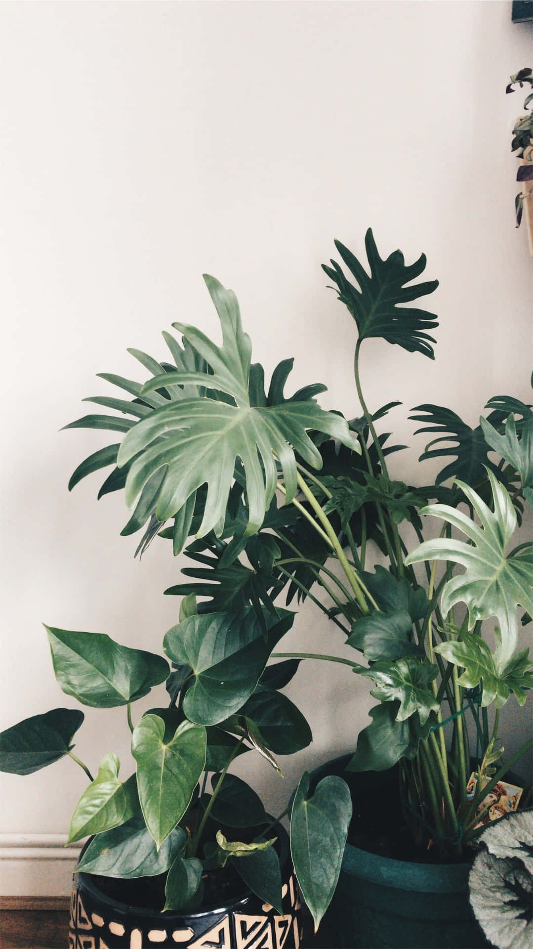 Add A Touch Of Greenery To Your Phone With This Plant Aesthetic Phone Wallpaper! Background