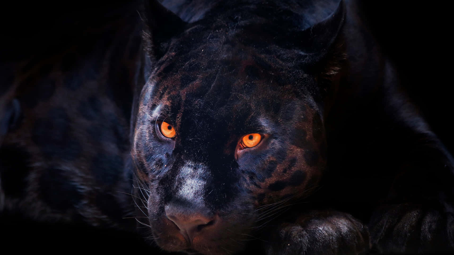 Add A Touch Of Mystery To Your Day With This Dark Animals Wallpaper Background