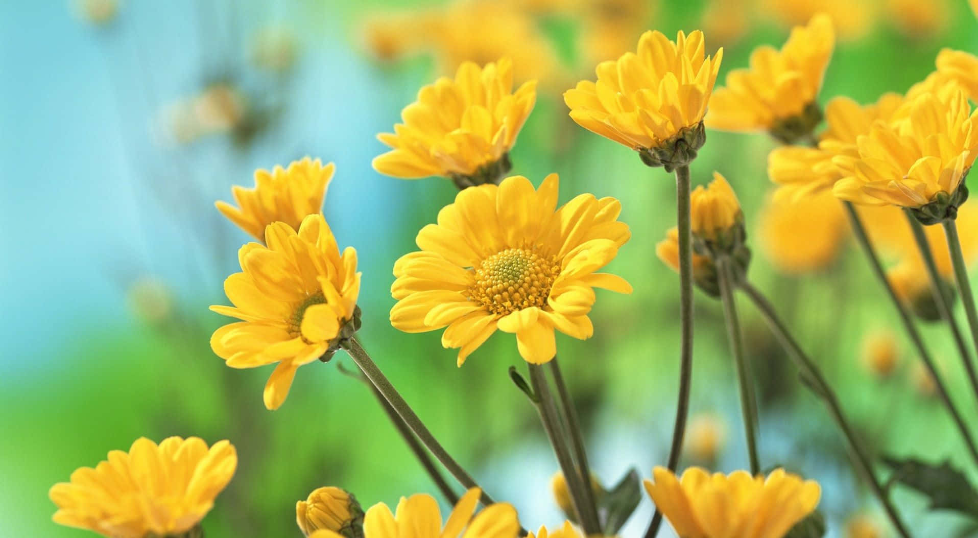 Add A Touch Of Sunshine And Personality To Your Desktop With This Cute Yellow Desktop Wallpaper. Background