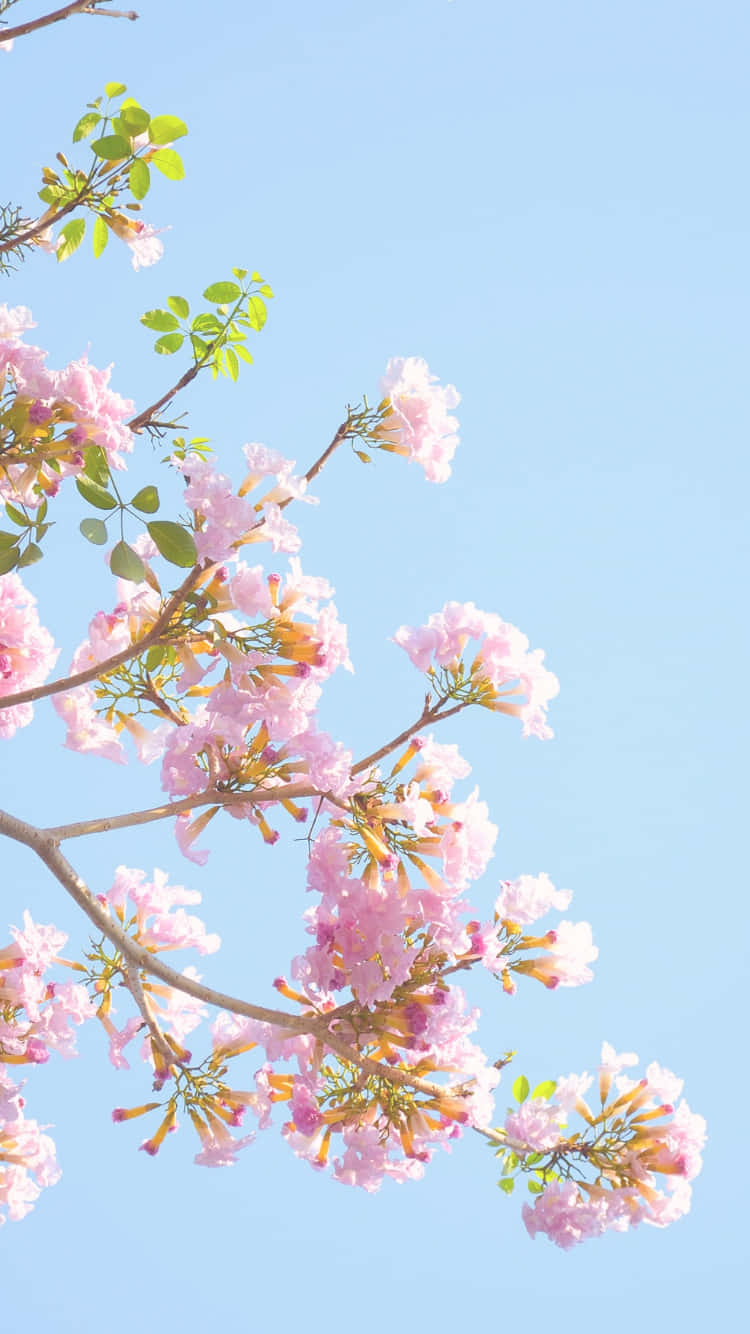 Add A Unique And Stylish Touch To Your Phone With This Flowery Aesthetic.