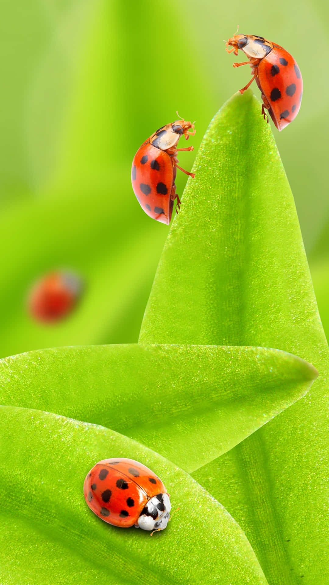 Add An Eye-catching Design To Your Phone With This Ladybug Iphone Wallpaper! Background