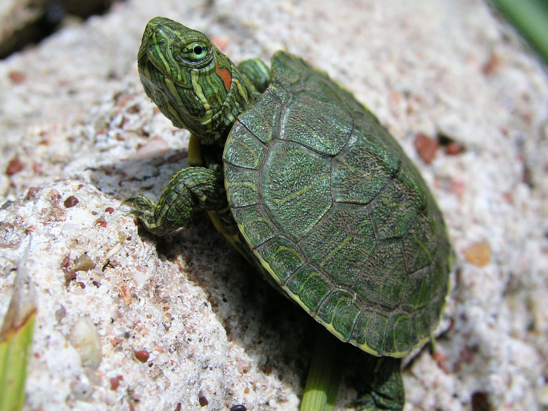 Add Cuteness To Your Space With This Adorable Baby Turtle. Background