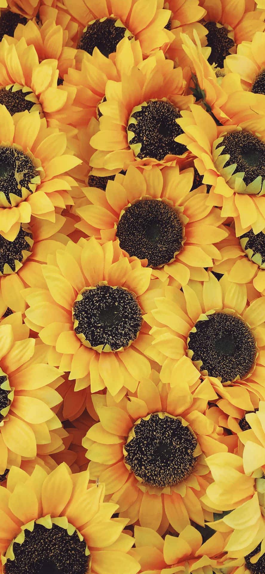 Add Some Color And Life To Your Iphone With This Beautiful Sunflower Aesthetic.