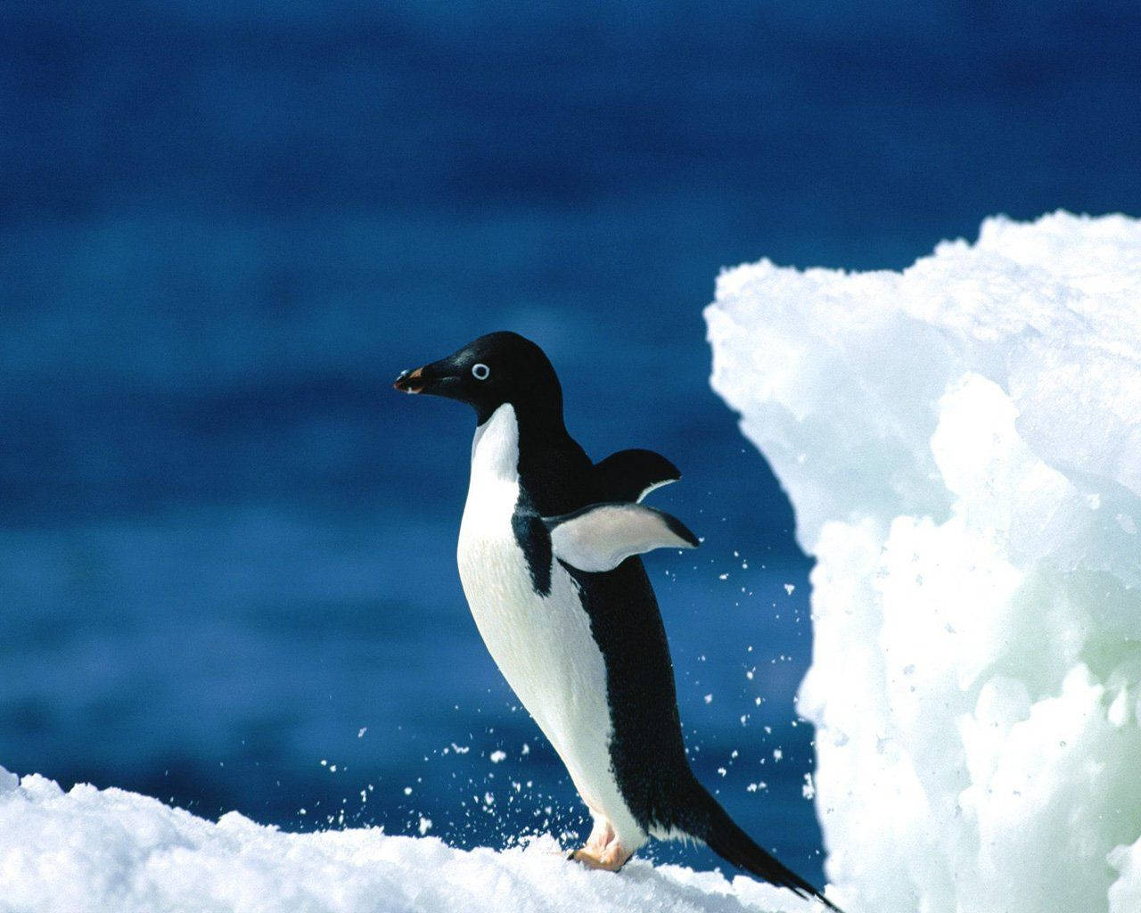 Adélie Penguin On Ice