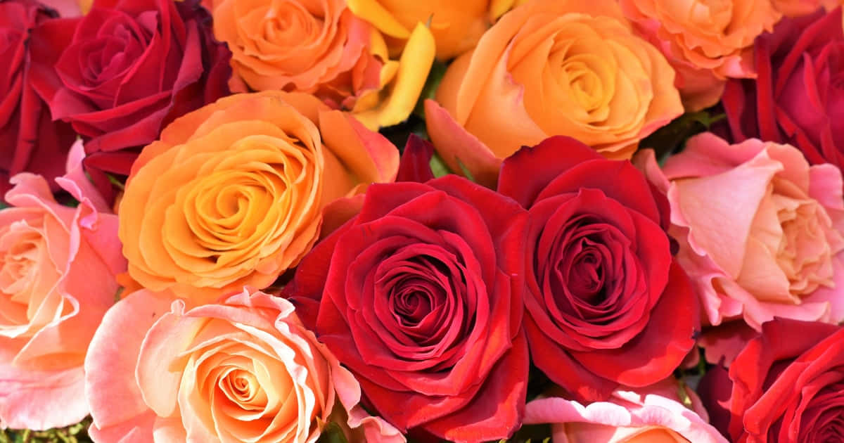 Admire The Beauty Of A Cute Rose Background