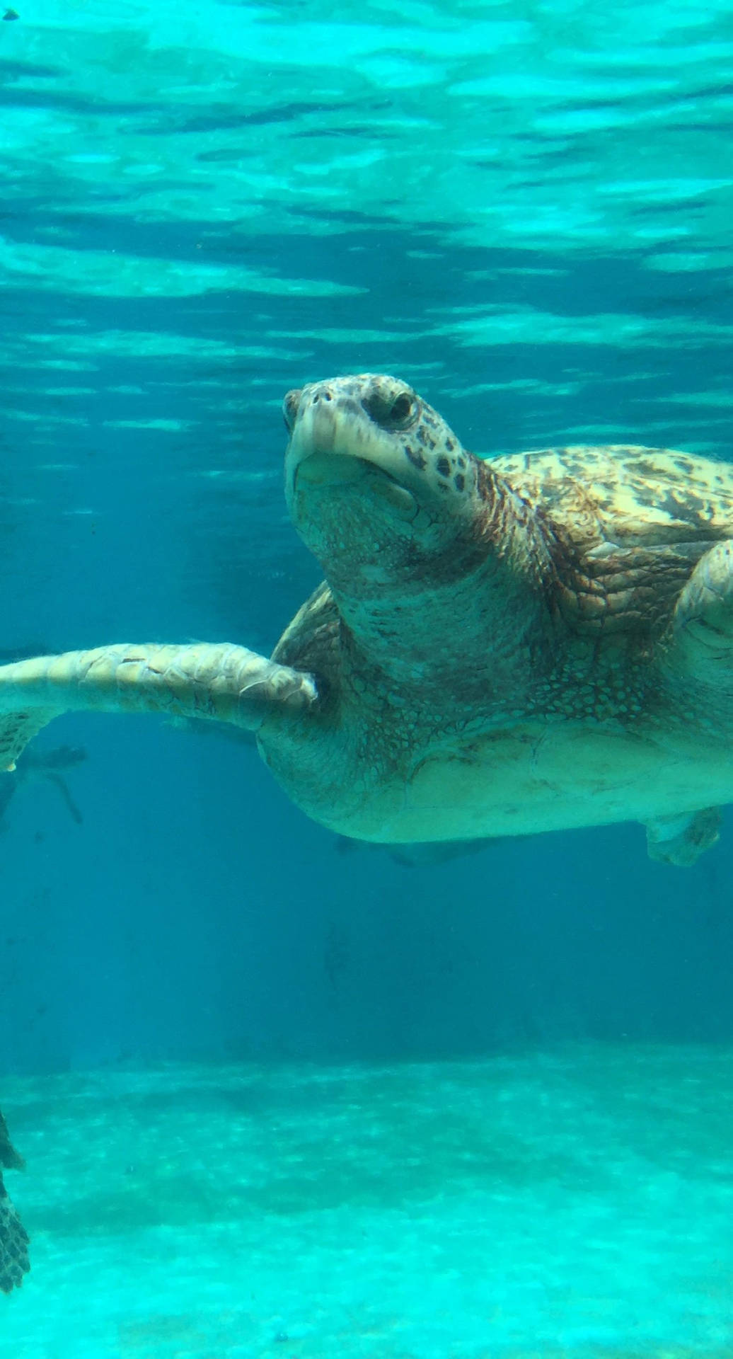 Admire The Beauty Of A Majestic Sea Turtle, Wherever You Go. Background